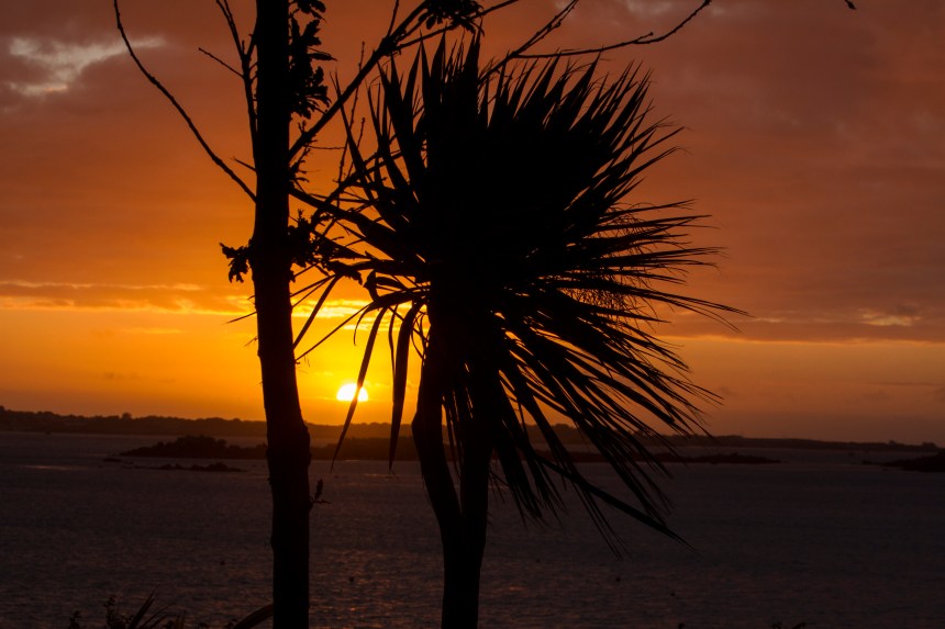 Jon &amp; Sue Sunset Tree